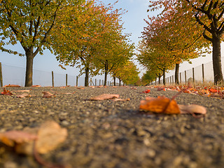 Image showing Alley in autumn park with colorful foliage