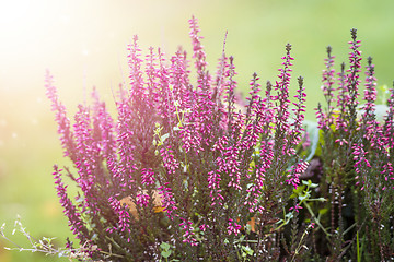 Image showing Erica plant with beautiful violet colors