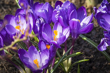 Image showing Close-up of purple crocus flowers in the soil