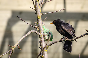 Image showing Blackbird with fluffy feathers in a tree