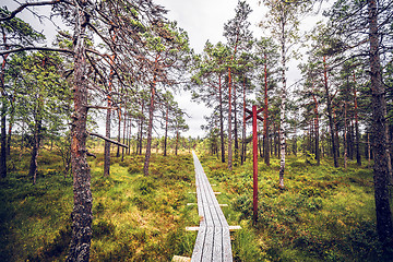 Image showing Forest wilderness with a wooden trail