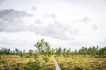 Image showing Small trail on a Scandinavian wilderness reserve