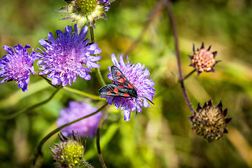 Image showing Six-spot burnet with six red spots