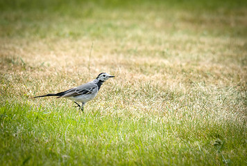 Image showing Wagtail walking on green grass