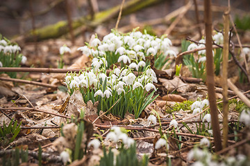Image showing Snowdrops with white bell flowers in a forest