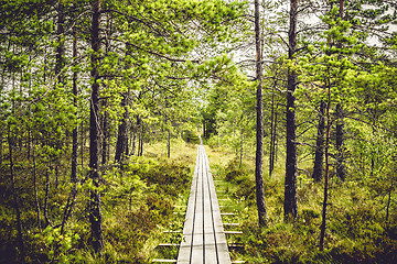 Image showing Wooden hiking trail in a pine forest