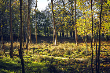 Image showing Spring in the forest with the sun lighting up