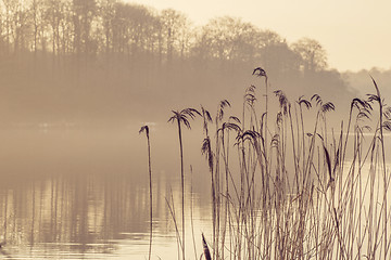 Image showing Reed silhouettes by a lake in the morning mist