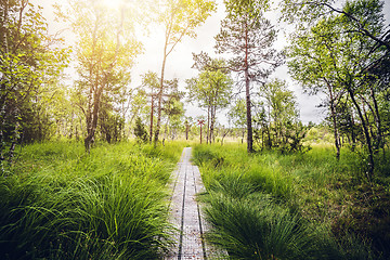 Image showing Wooden trail in a swamp area with tall green grass