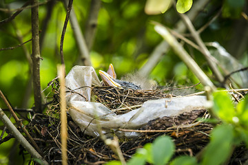 Image showing Beaks of newly hatched black birds