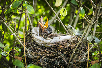Image showing Newly hatched blackbirds in a birds nest