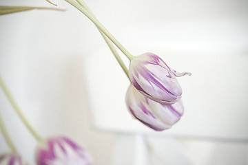 Image showing Violet tulips in a bright room indoor decoration
