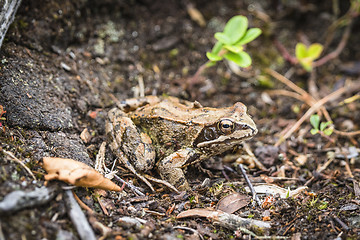 Image showing Brown frog with big eyes in the mud