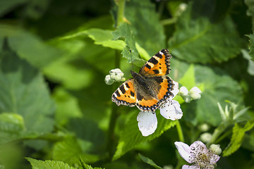 Image showing Orange Tortoiseshell butterfly on white flowers