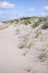 Image showing Lyme grass on a Scandinavian beach with sand dunes