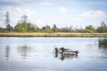 Image showing Ducks in a river in idyllic nature in the spring