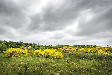 Image showing Broom bushes with yellow golden leaves