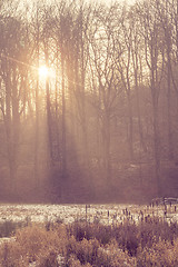 Image showing Morning in the forest with a mystic haze