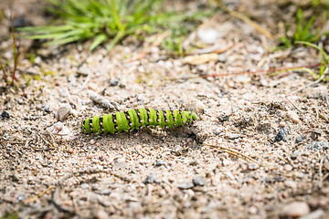 Image showing A Small Emperor Moth caterpillar passing a trail