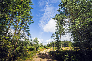 Image showing Road in a nordic forest