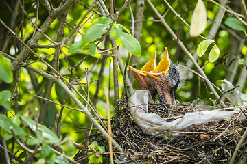 Image showing Two hatched blackbirds in a birds nest