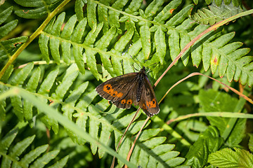 Image showing Arran brown butterfly on a large green leaf