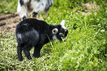 Image showing Little black goat youngster in black color