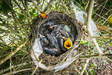 Image showing Birdnest from above with newly hatched blackbirds 