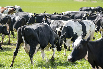 Image showing Cows in head to head battle