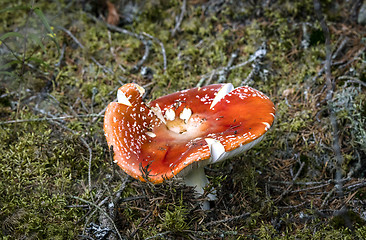 Image showing Poison Amanita Muscaria mushroom growing