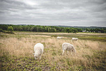 Image showing Sheep on a meadow with golden grass