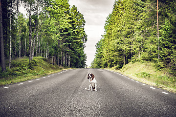 Image showing Dog sitting in the middle of the road