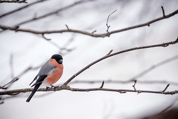 Image showing Eurasian Bullfinch sitting on a twig in the winter