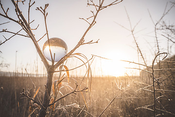 Image showing Sunrise reflecting in a crystal ball in a tree