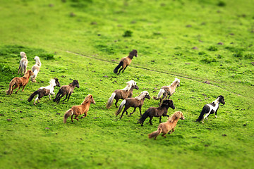 Image showing Wild horses running on a green meadow