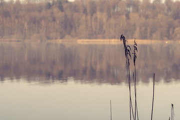 Image showing Two rushes by an idyllic lake in the morning sun