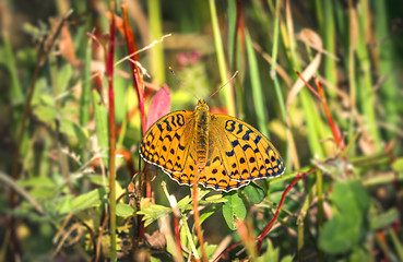 Image showing High brown fritillary butterfly in green nature