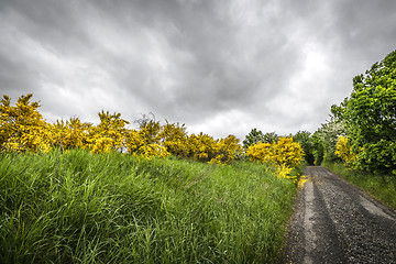 Image showing Yellow brrom bushes by a roadside in cloudy weather