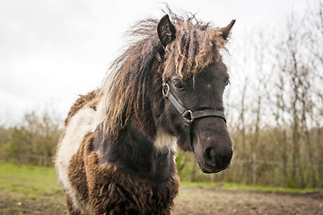 Image showing Brown horse with funny hair