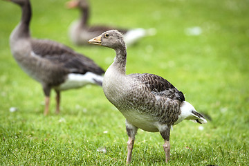 Image showing You goose standing on green grass with fluffy feathers