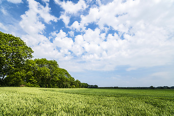Image showing Landscape with fields of grain in the summer
