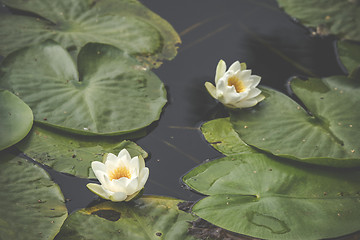 Image showing White lily flowers in calm and dark water