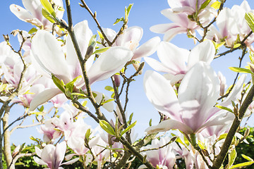 Image showing Magnolia tree with white flowers in the summer
