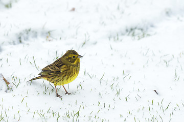 Image showing Yellowhammer in the snow looking for food