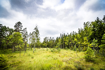 Image showing Clearing in a forest with tall green grass