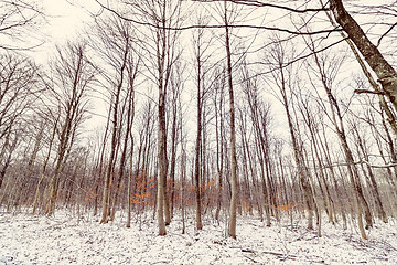 Image showing Wintertime scenery in a forest