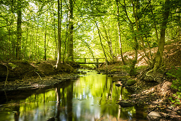 Image showing Green forest with a river running through