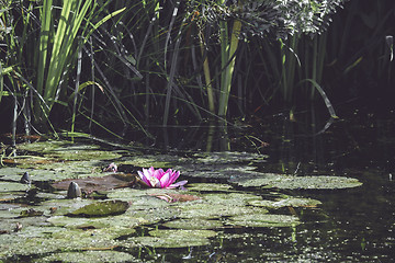 Image showing Pink water lily in a small pond