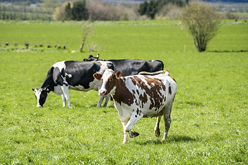 Image showing White cow with brown spots