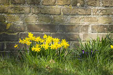 Image showing Flowerbed with yellow daffodils